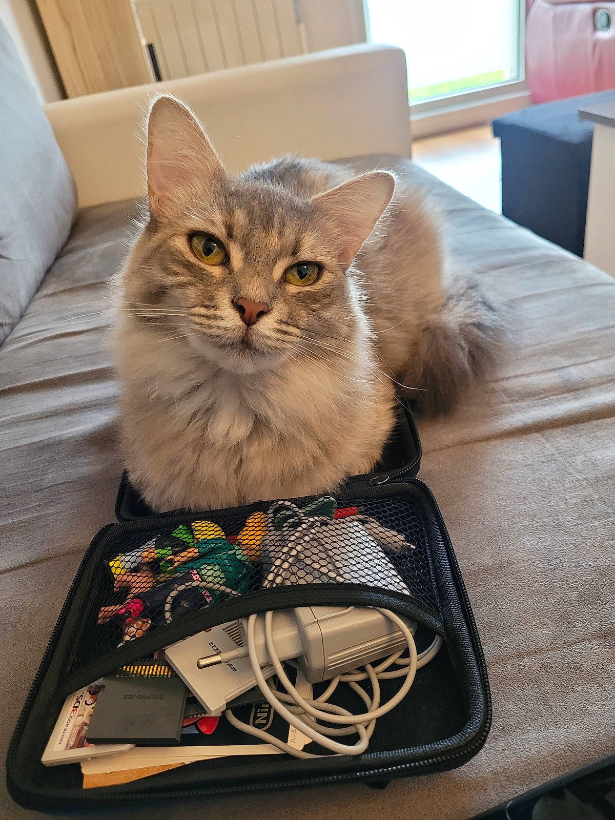 Amaya a rejoint le concours — aidez-le/la à gagner de superbes lots ! bag, baggage, box, cardboard, carnivore, cat, comfort, domestic_short_haired_cat, felidae, fur, luggage_and_bags, puzzle, room, sitting, small_to_medium_sized_cats, whiskers, window, wire, wood