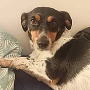 Pyta participe au concours pour gagner de l'argent avec cette photo : dog, pet, bed, resting, black, white, brown, fur, animal, indoor, laying, cute, face, ears, whiskers, paw, expression, home, comfort, relaxed