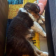 Bloom a rejoint le concours — aidez-le/la à gagner de superbes lots ! puppy, dog, sleeping, fluffy, indoor, colorful_rug, toy, knitted_toy, cozy, furniture, couch, resting, brown, white, black, cute, pet, floor, nap, relaxed