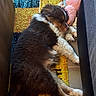 puppy, dog, sleeping, fluffy, indoor, colorful_rug, toy, knitted_toy, cozy, furniture, couch, resting, brown, white, black, cute, pet, floor, nap, relaxed