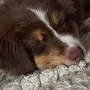 Bloom a rejoint le concours — aidez-le/la à gagner de superbes lots ! animal, blanket, brown, calm, close_up, cozy, cute, dog, face, fur, indoors, mammal, nose, pet, relaxing, resting, sleeping, soft, texture, white