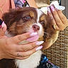 puppy, dog, close_up, blur, hand, nails, person, holding, furry, cute, outdoor, wicker_chair, tattoo, ring, flower_pattern, clothing, skin, pink_nails, brown_and_white, pet