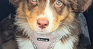 Bloom a rejoint le concours — aidez-le/la à gagner de superbes lots ! adorable, animal, blanket, canine, close_up, cozy, cute, dog, fluffy, fur, green_eyes, harness, indoors, looking, pet, pink_nose, portrait, puppy, sitting, young