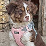 puppy, dog, brown, white, pink_harness, outdoor, stone_wall, wooden_doorframe, fur, pet, cute, young_dog, animal, sitting, closeup, adorable, canine, portrait, looking_away, leash