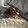 Bloom participe au concours pour gagner de l'argent avec cette photo : blanket, brown, carpet, couch, cozy, cute, dog, eye, face, fur, furniture, indoor, nose, pet, puppy, relaxed, resting, snuggled, soft, white