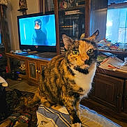 Callie joined the competition — help win amazing prizes! cat, calico_cat, pet, indoor, furniture, television, blanket, wooden_cabinet, window, slippers, carpet, room, cozy, animal, striped, domestic_cat, sitting, curious, home, living_room