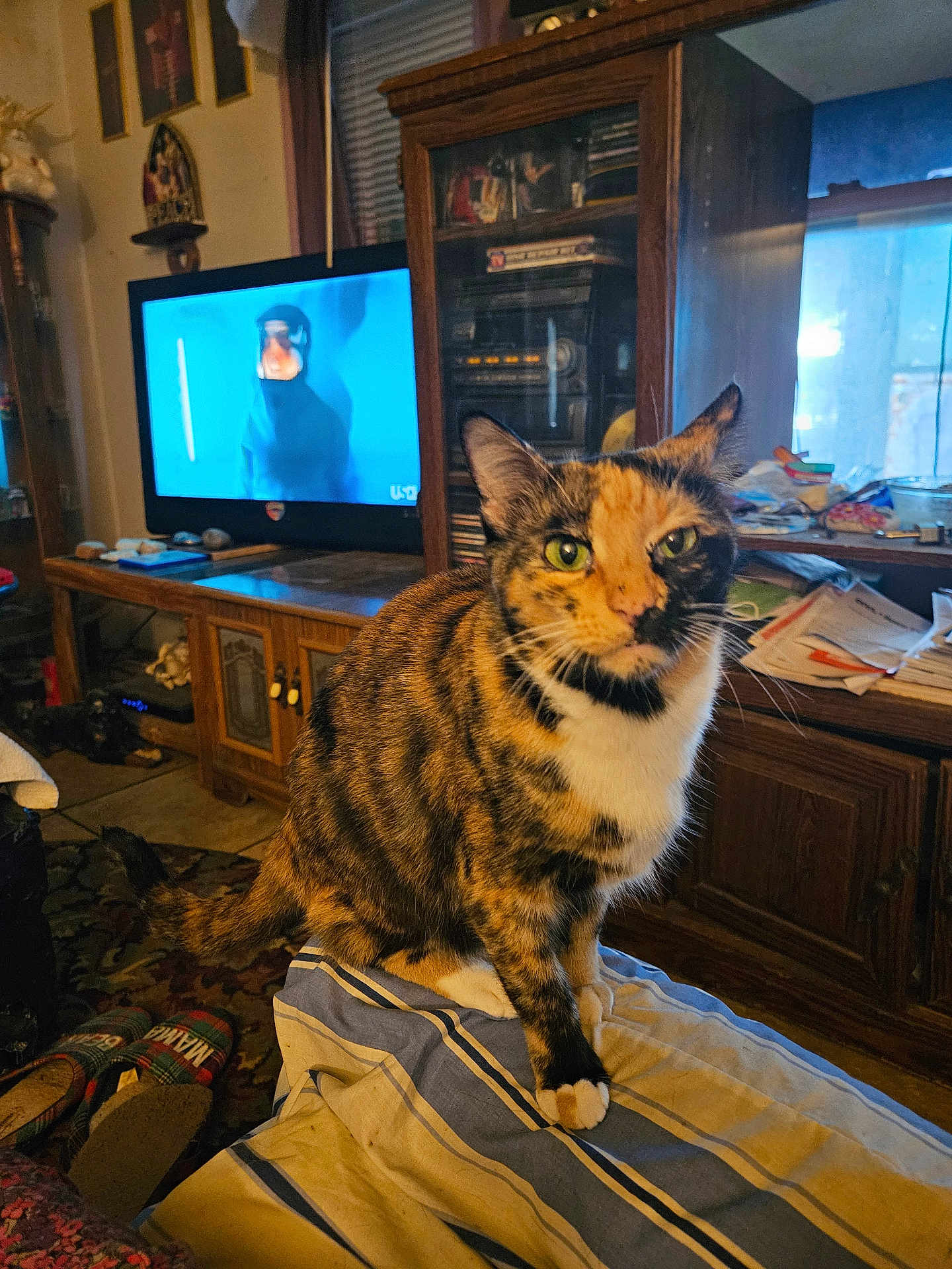 Callie