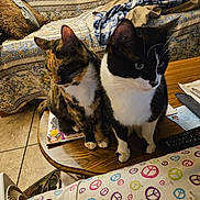 Itty Bitty is registered to the contest to win money with this photo: cat, calico_cat, tuxedo_cat, table, remote_control, papers, blanket, peace_sign, couch, patterned_fabric, indoor, pet, feline, floor_tiles, cozy, domestic, two_cats, sitting, close_up, living_room