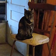 Rowdy joined the competition — help win amazing prizes! cat, indoor, chair, furniture, door, tortoiseshell_cat, cushion, wooden_chair, pet, animal, seated, quiet, shadow, low_light, home, floor, room, quiet_moment, feline, resting