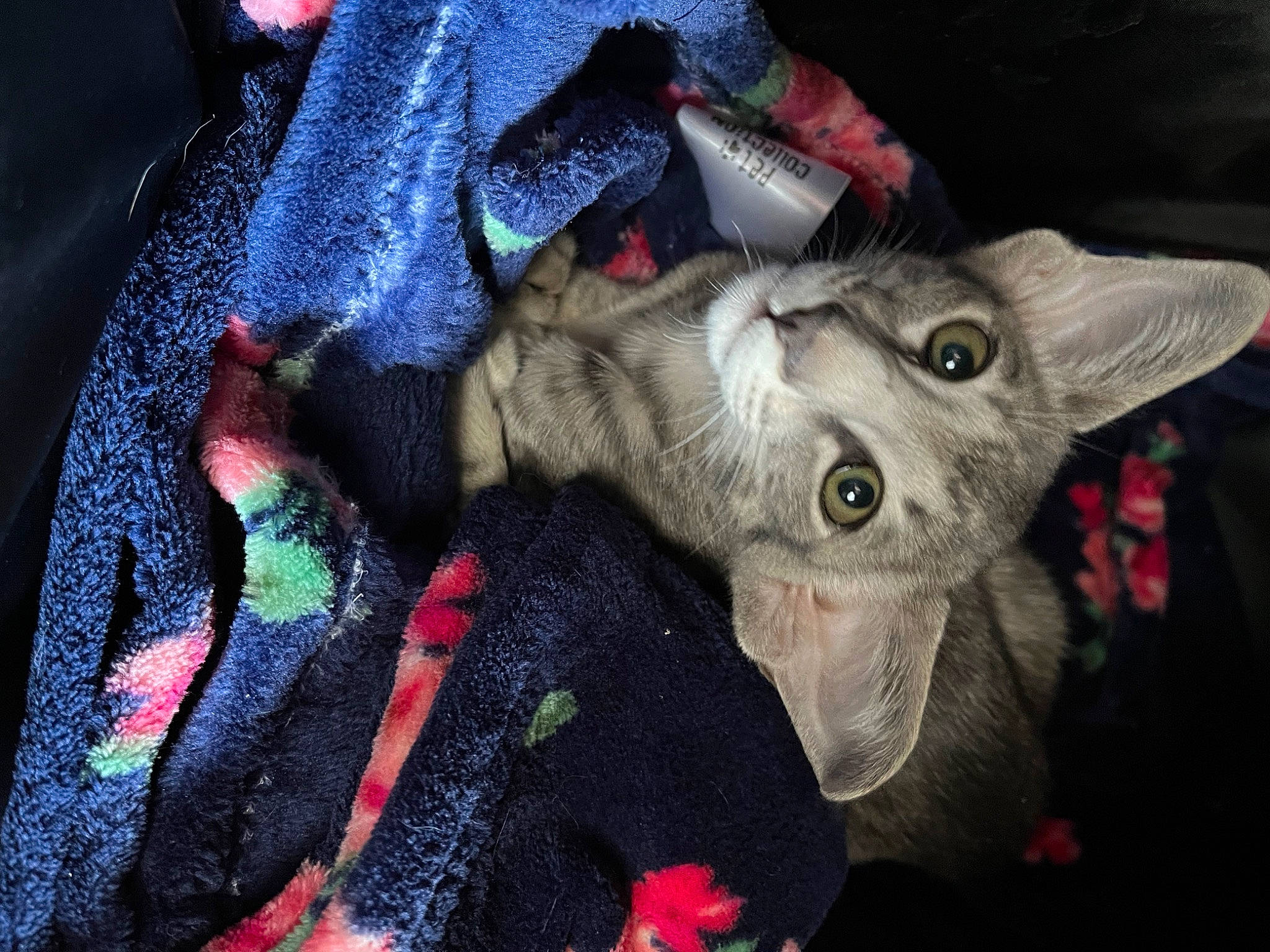 Aurora joined the competition — help win amazing prizes! art, carmine, carnivore, cat, claw, domestic_short_haired_cat, electric_blue, felidae, fur, pattern, paw, plant, small_to_medium_sized_cats, snout, tail, tree, whiskers