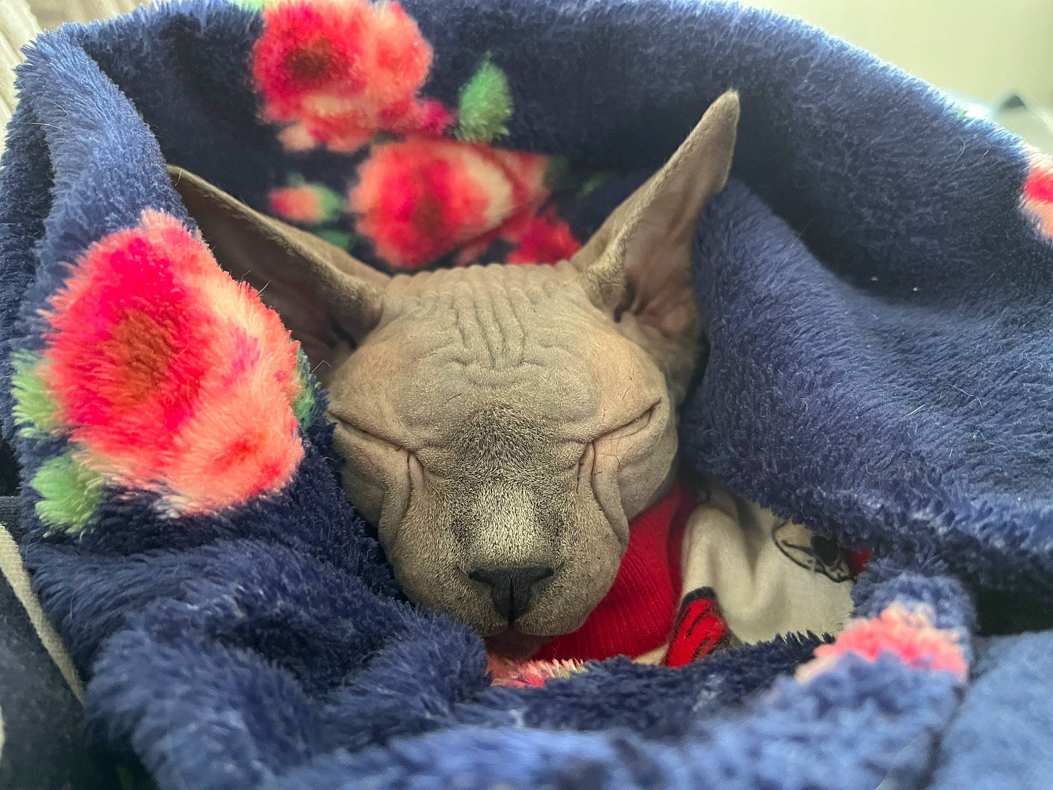 Hamish is registered to the contest to win money with this photo: art, carmine, carnivore, comfort, companion_dog, dog_breed, ear, fawn, felidae, flower, fur, head, nose, petal, plant, red, small_to_medium_sized_cats, snout, toy_dog, whiskers