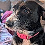 Lola is registered to the contest to win money with this photo: dog, black_and_white, collar, pet, close_up, indoor, couch, blanket, fur, animal, canine, looking_away, pink_collar, cozy, domestic, mammal, portrait, whiskers, side_view, soft_focus