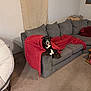 Lola joined the competition — help win amazing prizes! dog, blanket, couch, gray_couch, red_blanket, carpet, indoor, pet, small_dog, black_and_white_dog, furniture, living_room, cozy, resting, animal, home, pillows, relaxing, comfort, wrapped