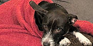 Lola is registered to the contest to win money with this photo: dog, black_dog, white_paws, blanket, red_blanket, couch, grey_couch, pillow, resting, snuggled, indoor, pet, cute, sleepy, cozy, fur, animal, companion, relaxed, domestic