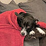 dog, black_dog, white_paws, blanket, red_blanket, couch, grey_couch, pillow, resting, snuggled, indoor, pet, cute, sleepy, cozy, fur, animal, companion, relaxed, domestic