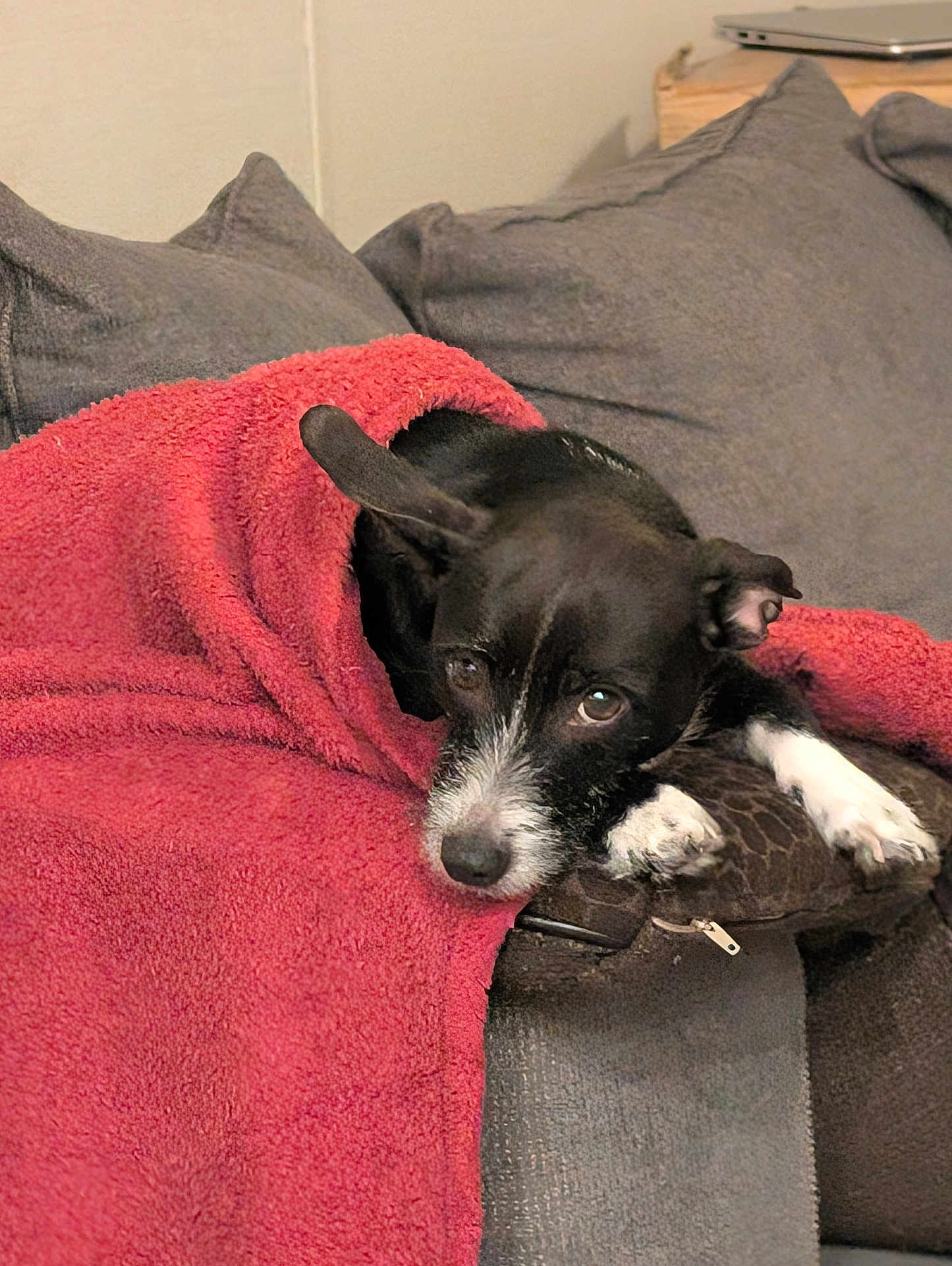Lola is registered to the contest to win money with this photo: dog, black_dog, white_paws, blanket, red_blanket, couch, grey_couch, pillow, resting, snuggled, indoor, pet, cute, sleepy, cozy, fur, animal, companion, relaxed, domestic