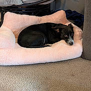 Lola is registered to the contest to win money with this photo: dog, black_dog, pet_bed, pink_bed, indoor, carpet, furniture, resting, cozy, small_dog, curled_up, looking_up, ears, white_markings, floor, cushion, relaxed, animal, companion, home