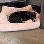 dog, black_dog, pet_bed, pink_bed, indoor, carpet, furniture, resting, cozy, small_dog, curled_up, looking_up, ears, white_markings, floor, cushion, relaxed, animal, companion, home