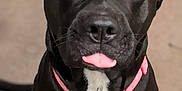 Harley joined the competition — help win amazing prizes! animal, black_dog, carpet, closeup, collar, cute, dog, domestic_animal, ears, fur, indoor, looking_at_camera, muzzle, pet, pink_collar, playful, portrait, sitting, tongue_out, whiskers