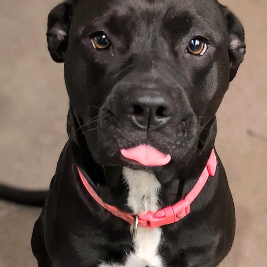 Harley joined the competition — help win amazing prizes! animal, black_dog, carpet, closeup, collar, cute, dog, domestic_animal, ears, fur, indoor, looking_at_camera, muzzle, pet, pink_collar, playful, portrait, sitting, tongue_out, whiskers