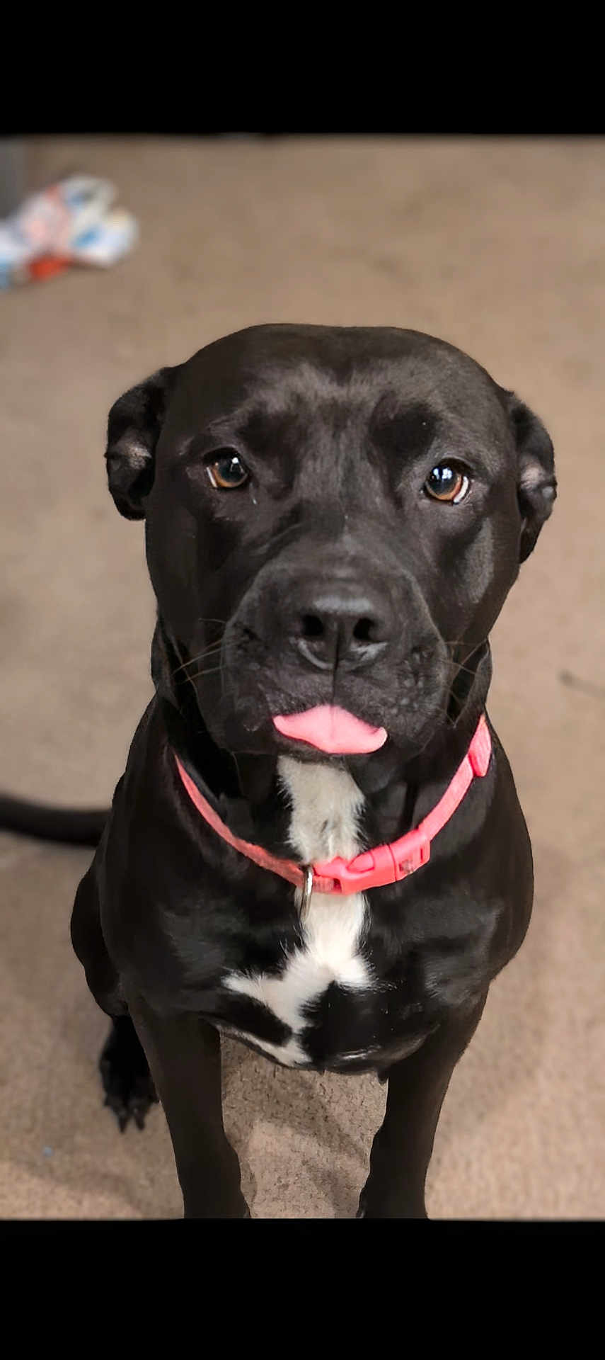 Harley