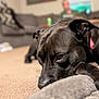 animal, black_dog, blanket, brown_eyes, canine, carpet, close_up, couch, cozy, dog, ears, floor, furniture, home, indoor, living_room, pet, relaxed, resting, soft_texture