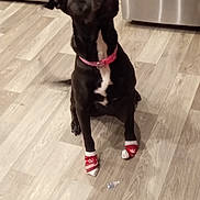 Harley is registered to the contest to win money with this photo: animal, attention, black_dog, cabinets, collar, cute, dog, flooring, front_paws, home, human_hand, indoor, kitchen, looking_up, pet, pink_collar, sitting, socks, stainless_steel_appliances, wooden_floor