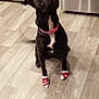 animal, attention, black_dog, cabinets, collar, cute, dog, flooring, front_paws, home, human_hand, indoor, kitchen, looking_up, pet, pink_collar, sitting, socks, stainless_steel_appliances, wooden_floor