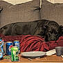 bag_of_candy, black_dog, blanket, clutter, couch, cozy, dog, drink_cans, indoor, living_room, pet, plate, red_blanket, relaxed, resting, sleeping, soda_cans, sofa, table, window_blinds