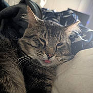 Baby is registered to the contest to win money with this photo: animal, blanket, cat, closeup, comfort, cozy, cute, ears, face, fur, furry, indoor, mammal, pet, relaxed, resting, sleepy, tabby, tongue_out, whiskers