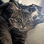 animal, blanket, cat, closeup, comfort, cozy, cute, ears, face, fur, furry, indoor, mammal, pet, relaxed, resting, sleepy, tabby, tongue_out, whiskers