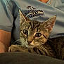 Missy is registered to the contest to win money with this photo: animal, blue_shirt, cat, closeup, clothing, comfort, curious, cute, ears, embroidery, fur, indoor, kitten, lap, person, pet, resting, tabby, whiskers, young