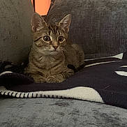 Missy is registered to the contest to win money with this photo: cat, kitten, tabby, animal, pet, indoor, couch, blanket, furniture, cozy, relaxing, fur, whiskers, ears, eyes, paws, home, resting, cute, comfortable