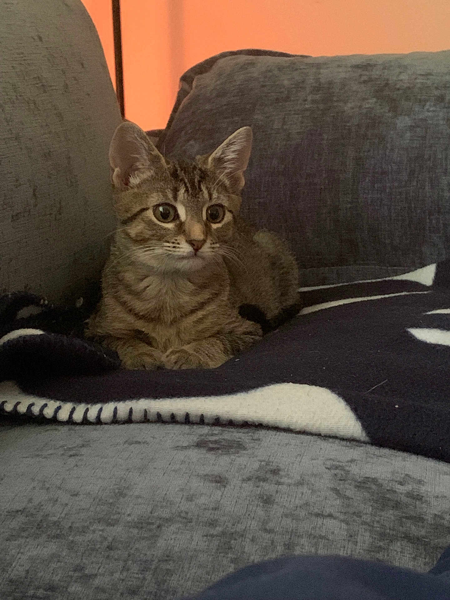 Missy is registered to the contest to win money with this photo: cat, kitten, tabby, animal, pet, indoor, couch, blanket, furniture, cozy, relaxing, fur, whiskers, ears, eyes, paws, home, resting, cute, comfortable