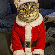 Missy joined the competition — help win amazing prizes! animal, belt, cat, christmas, couch, cute, ears, eyes, furniture, holiday, indoor, living_room, pet, portrait, red_clothing, santa_claus_costume, sitting, tabby_cat, whiskers, white_fur_trim