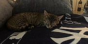 Missy is registered to the contest to win money with this photo: blanket, cat, couch, cozy, cushion, domestic_animal, fur, furniture, home, indoor, kitten, living_room, pet, quiet, relaxing, resting, sleeping, small_animal, tabby, wine_bottle