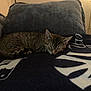 blanket, cat, couch, cozy, cushion, domestic_animal, fur, furniture, home, indoor, kitten, living_room, pet, quiet, relaxing, resting, sleeping, small_animal, tabby, wine_bottle