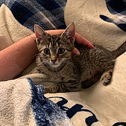 Missy is registered to the contest to win money with this photo: animal, blanket, cat, comfort, cozy, cute, domestic, fur, hand, indoor, kitten, pet, relaxing, resting, small, soft, striped, tabby, whiskers, young