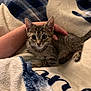 animal, blanket, cat, comfort, cozy, cute, domestic, fur, hand, indoor, kitten, pet, relaxing, resting, small, soft, striped, tabby, whiskers, young