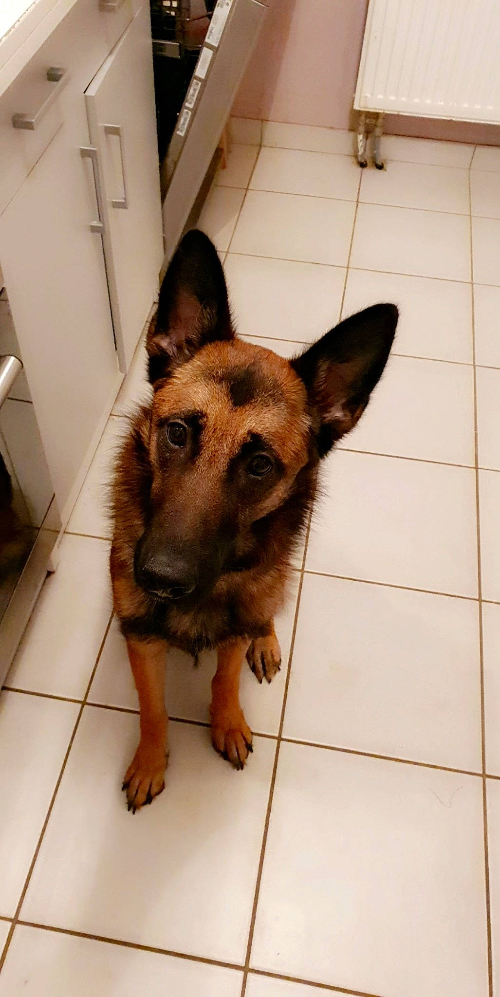 Orla participe au concours pour gagner de l'argent avec cette photo : belgian_shepherd_malinois, canidae, carnivore, dog, dog_breed, ear, east_european_shepherd, fawn, german_shepherd_dog, king_shepherd, mammal, old_german_shepherd_dog, rare_breed_dog, snout, vertebrate, wolfdog, working_dog