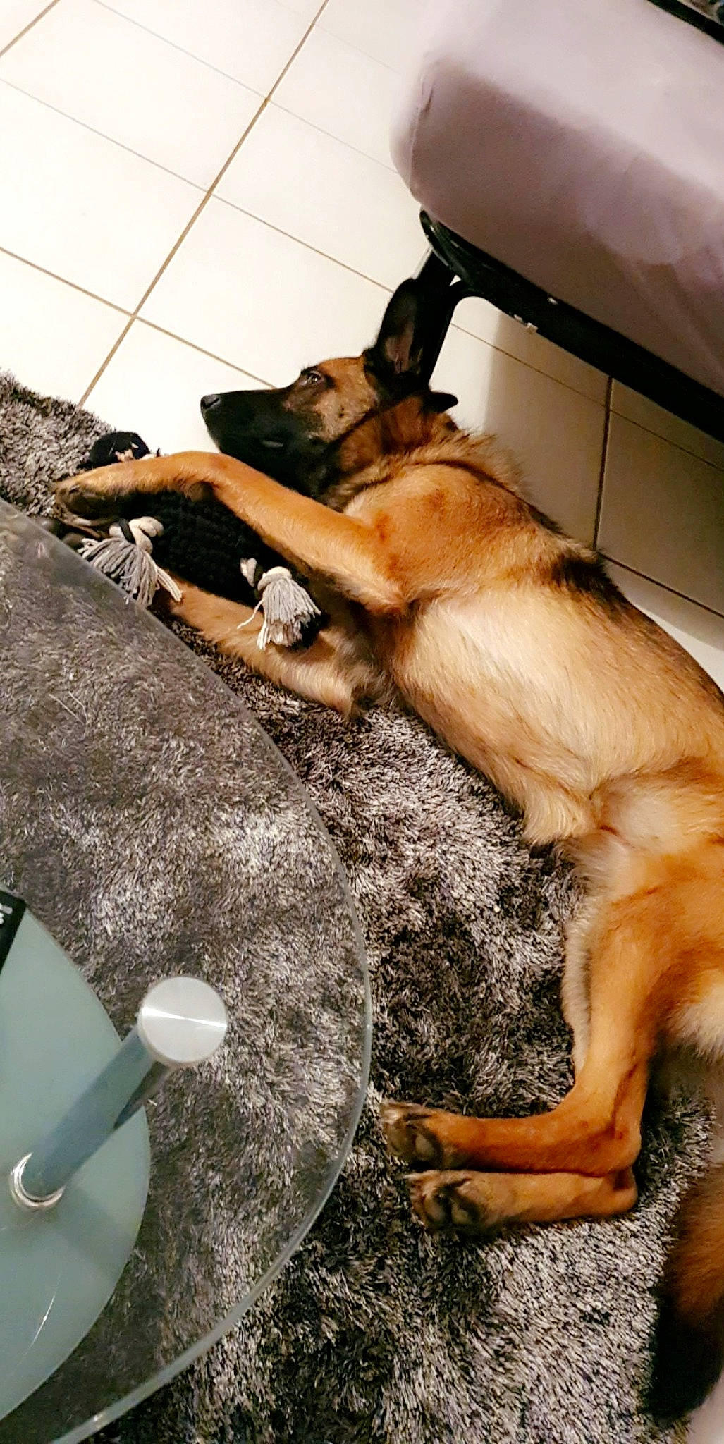 Orla participe au concours pour gagner de l'argent avec cette photo : belgian_shepherd_malinois, black_mouth_cur, canidae, carnivore, dog, dog_breed, fawn, german_shepherd_dog, police_dog