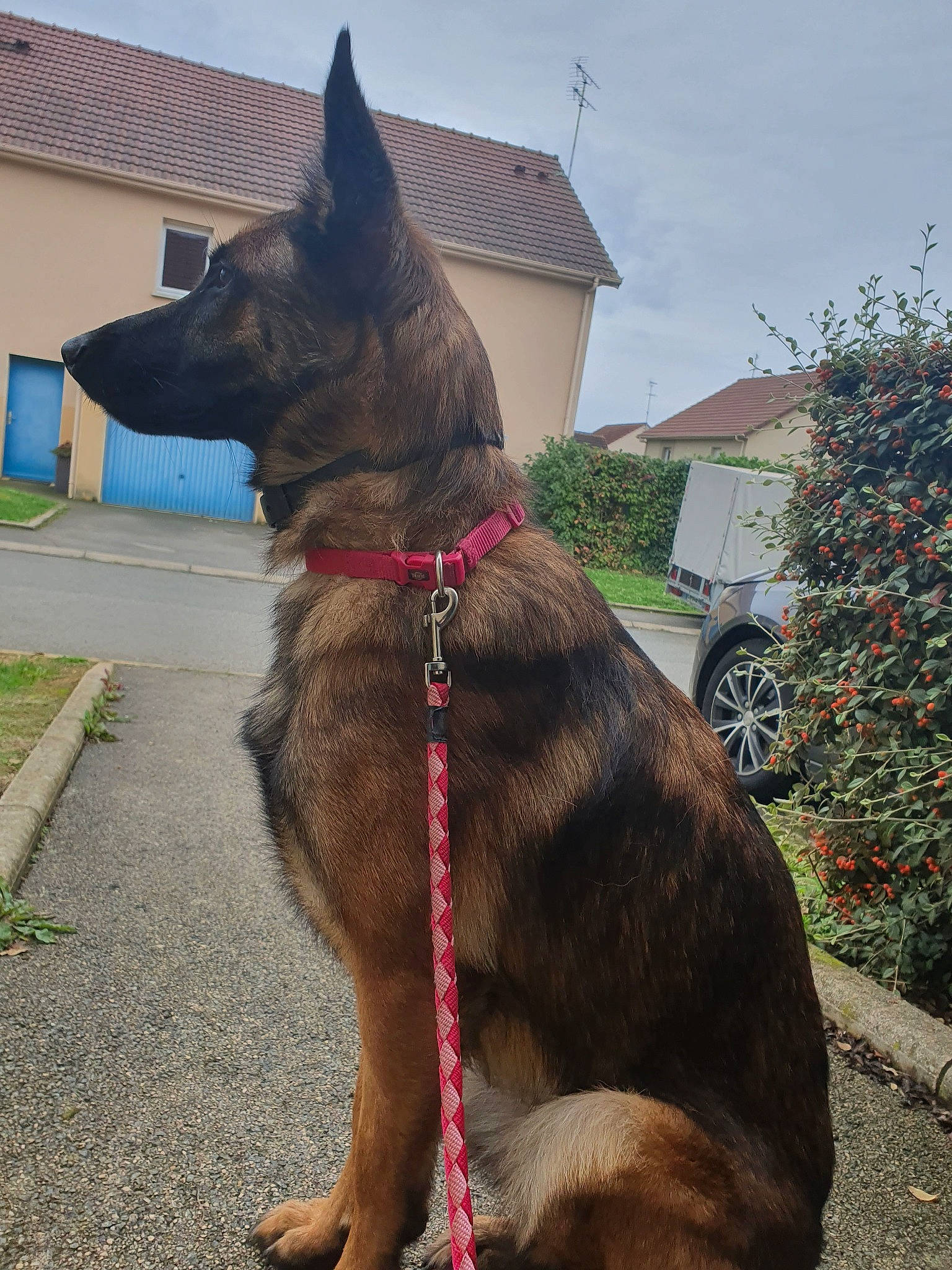 Orla participe au concours pour gagner de l'argent avec cette photo : belgian_shepherd, belgian_shepherd_malinois, canidae, carnivore, collar, dog, dog_breed, dog_collar, dutch_shepherd_dog, east_european_shepherd, german_shepherd_dog, king_shepherd, kunming_wolfdog, leash, liver, mammal, old_german_shepherd_dog, shiloh_shepherd_dog, snout, vertebrate