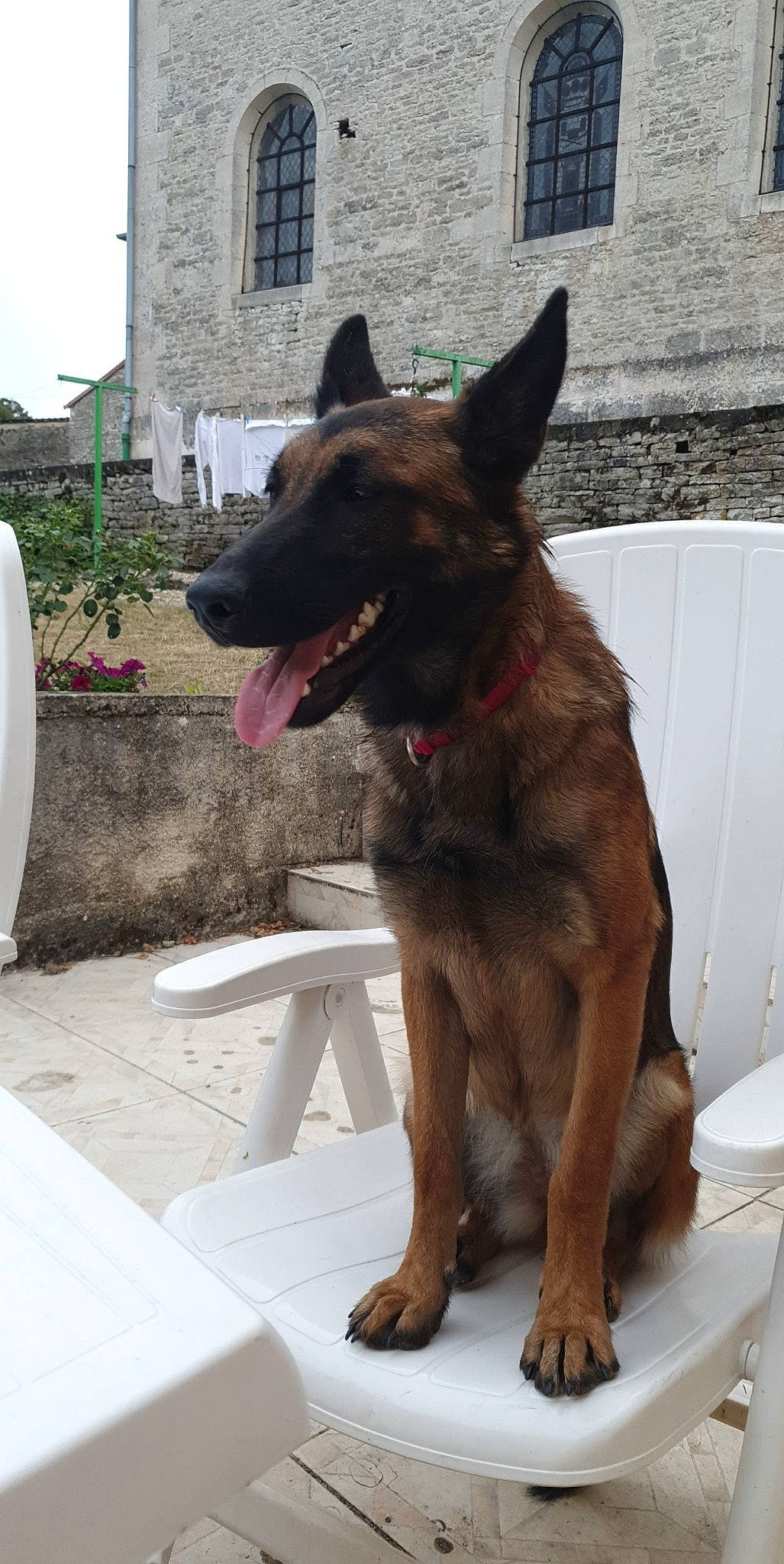 Orla a rejoint le concours — aidez-le/la à gagner de superbes lots ! belgian_shepherd, belgian_shepherd_malinois, canidae, carnivore, dog, dog_breed, dutch_shepherd_dog, east_european_shepherd, fawn, german_shepherd_dog, king_shepherd, kunming_wolfdog, mammal, old_german_shepherd_dog, police_dog, rare_breed_dog, shiloh_shepherd_dog, snout, tervuren, vertebrate