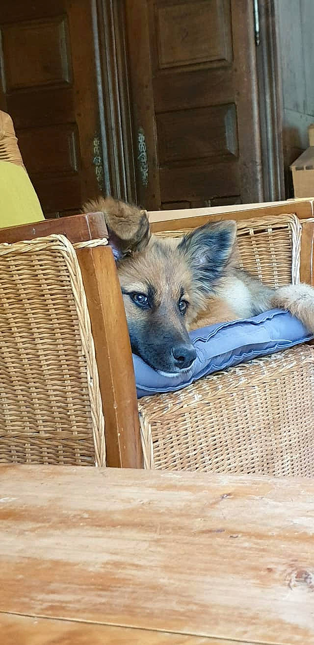 Radja a rejoint le concours — aidez-le/la à gagner de superbes lots ! animal_shelter, basket, canidae, carnivore, companion_dog, dog, dog_breed, electric_blue, fawn, fur, mammal, mesh, pet_supply, rectangle, snout, terrestrial_animal, vertebrate, wicker, wood