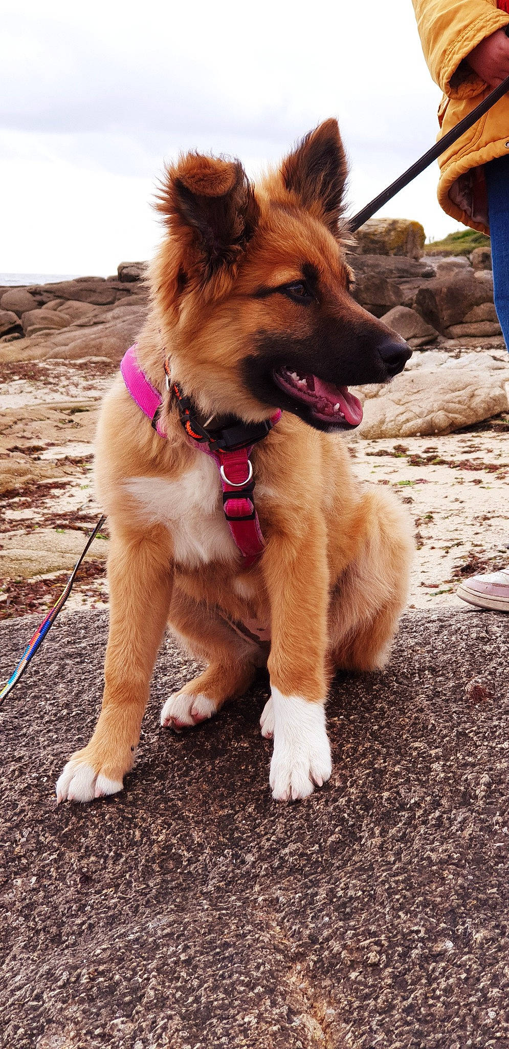 Radja participe au concours pour gagner de l'argent avec cette photo : canidae, carnivore, collar, companion_dog, dog, dog_breed, dog_collar, fawn, fur, herding_dog, leash, liver, sky, snout, soil, sporting_group, tail, tracking_trial, working_animal, working_dog