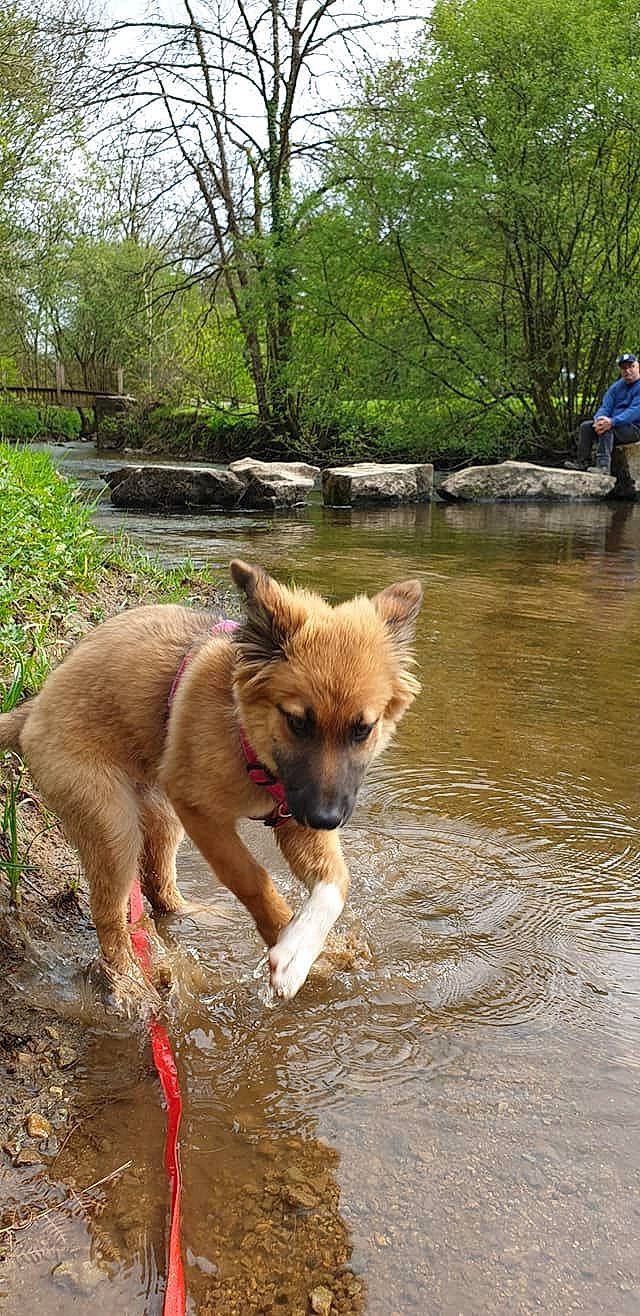Radja participe au concours pour gagner de l'argent avec cette photo : adventure, canidae, carnivore, companion_dog, creek, dog, dog_breed, fawn, fluvial_landforms_of_streams, lake, natural_landscape, plant, sporting_group, stream, tail, tree, water, wildlife, working_animal, working_dog