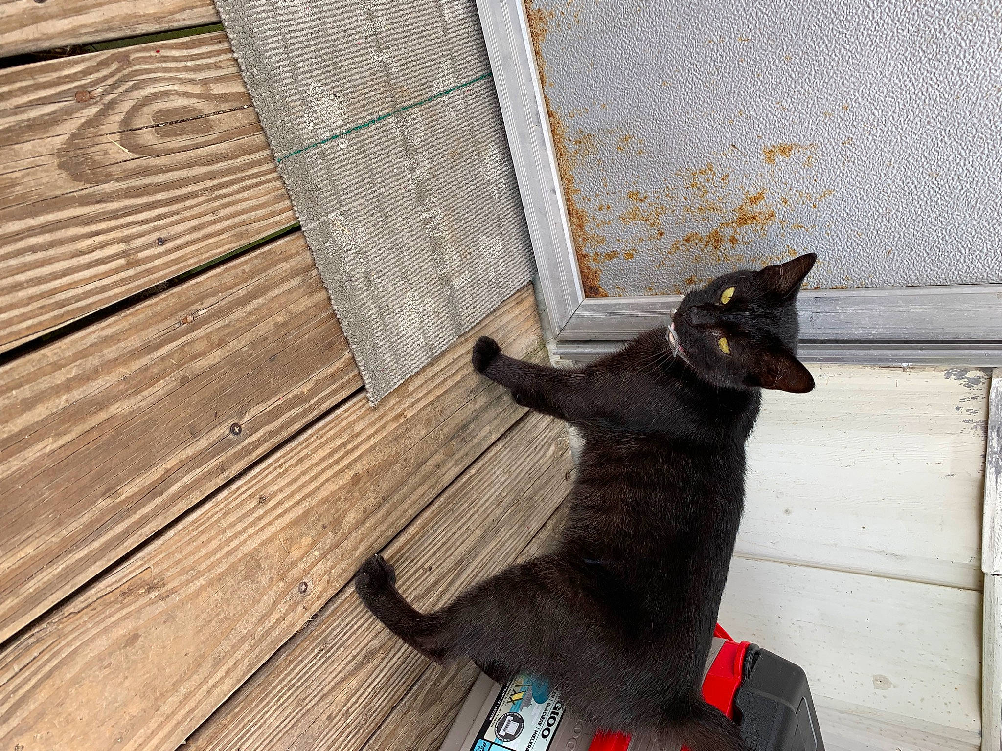 Emmie is registered to the contest to win money with this photo: black_cat, carnivore, cat, domestic_short_haired_cat, felidae, floor, flooring, fur, hardwood, mammal, plank, small_to_medium_sized_cats, snout, tail, tints_and_shades, vertebrate, whiskers, window, wood, wood_stain