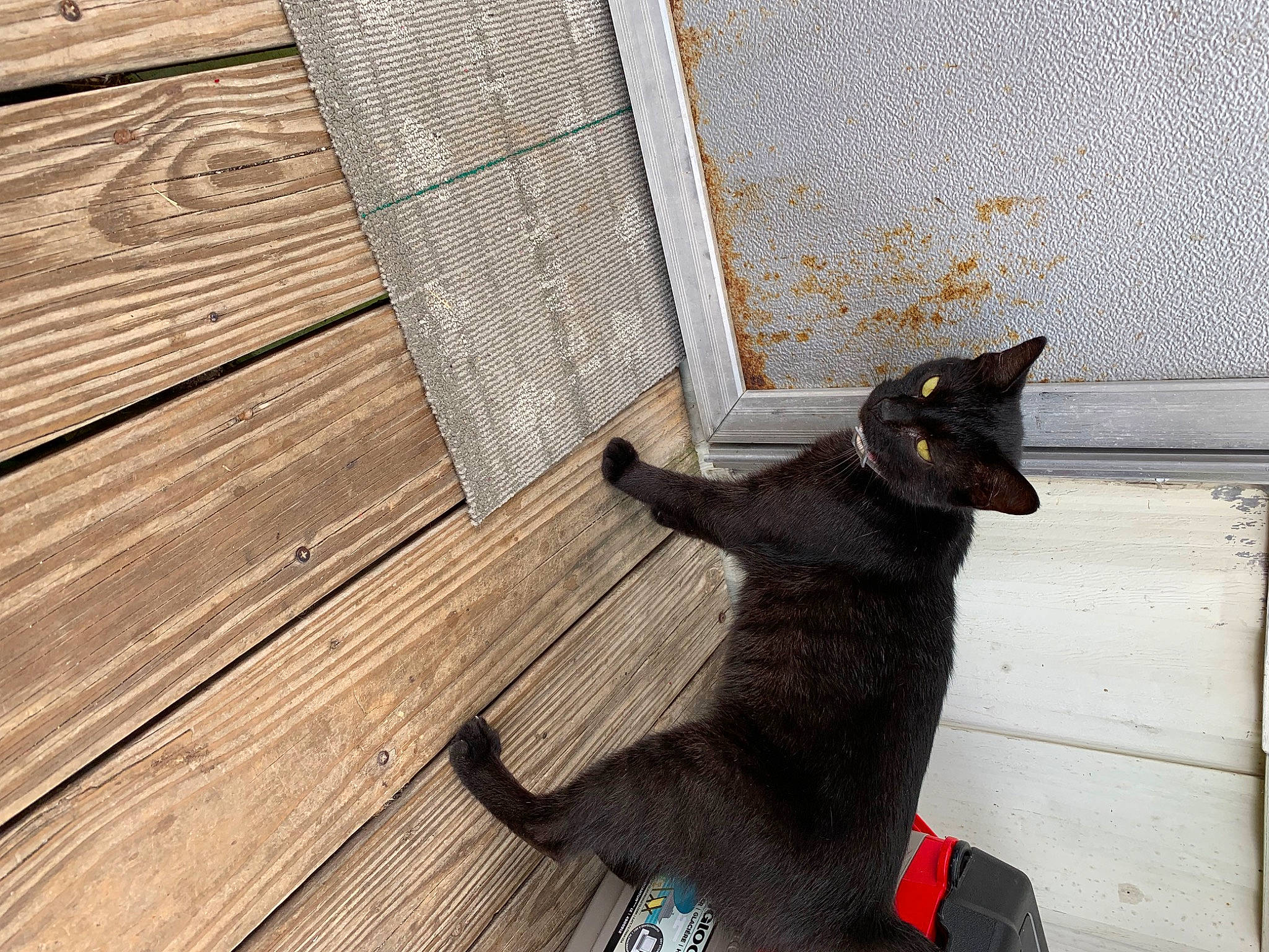 Emmie is registered to the contest to win money with this photo: black_cat, carnivore, cat, collar, domestic_short_haired_cat, felidae, floor, flooring, fur, grey, hardwood, plank, small_to_medium_sized_cats, snout, tail, tints_and_shades, whiskers, window, wood, wood_stain