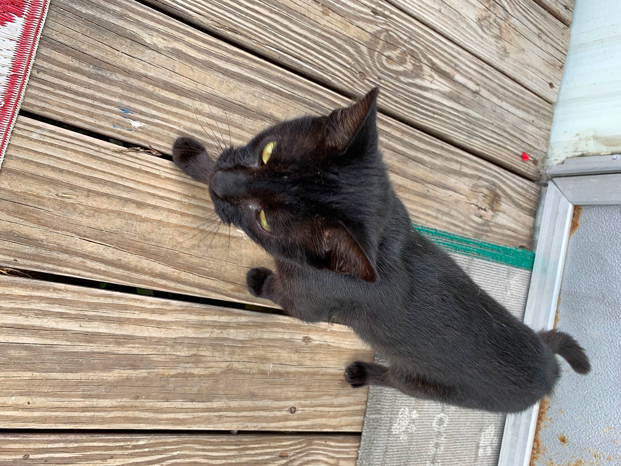 Emmie joined the competition — help win amazing prizes! dog_breed, felidae, fur, hardwood, plank, snout, tail, terrestrial_animal, whiskers, wood