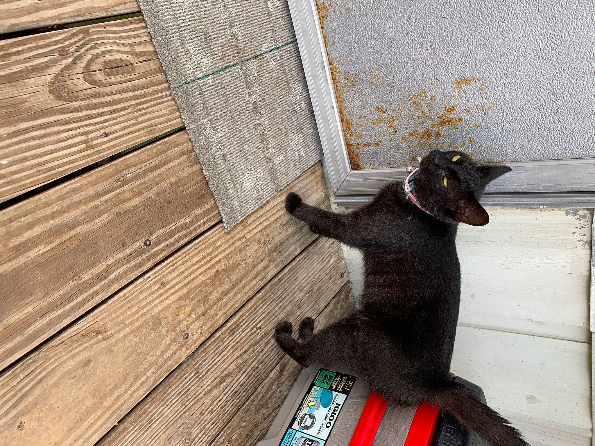 Emmie joined the competition — help win amazing prizes! black_cat, carnivore, cat, claw, felidae, flooring, fur, hardwood, line, metal, plank, shadow, small_to_medium_sized_cats, snout, tail, terrestrial_animal, varnish, whiskers, wood, wood_stain